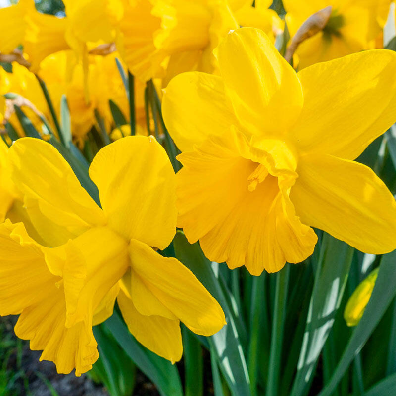 How to Harvest Daffodil Bulbs