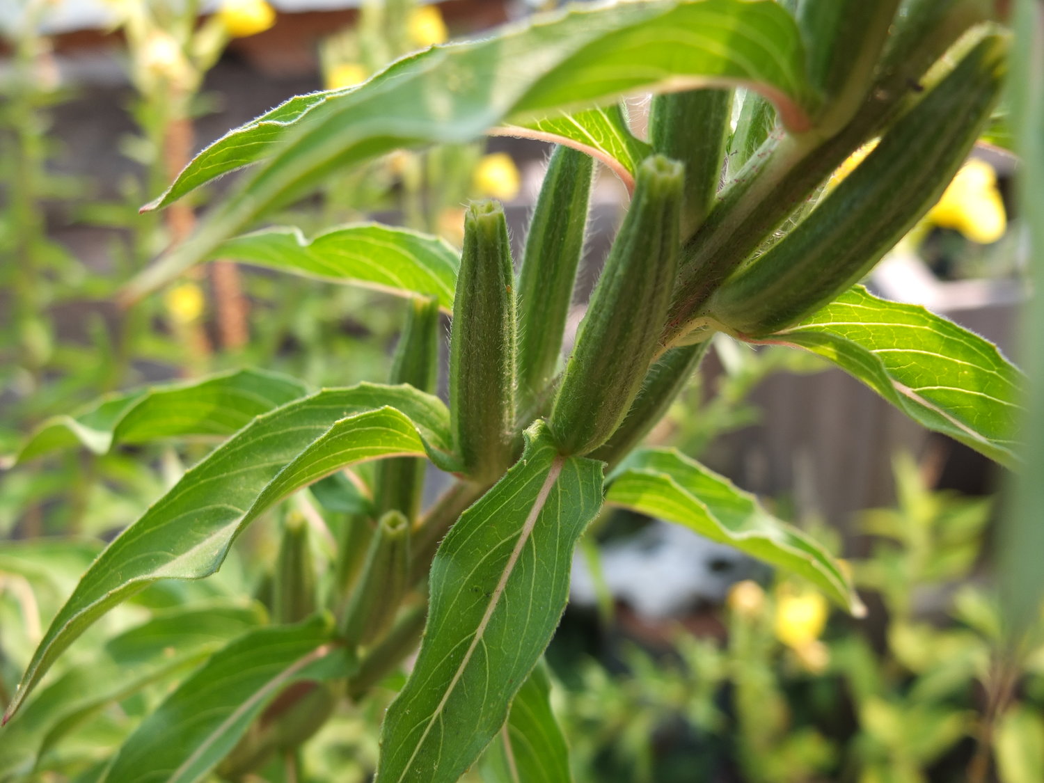 How to Harvest Evening Primrose Seeds