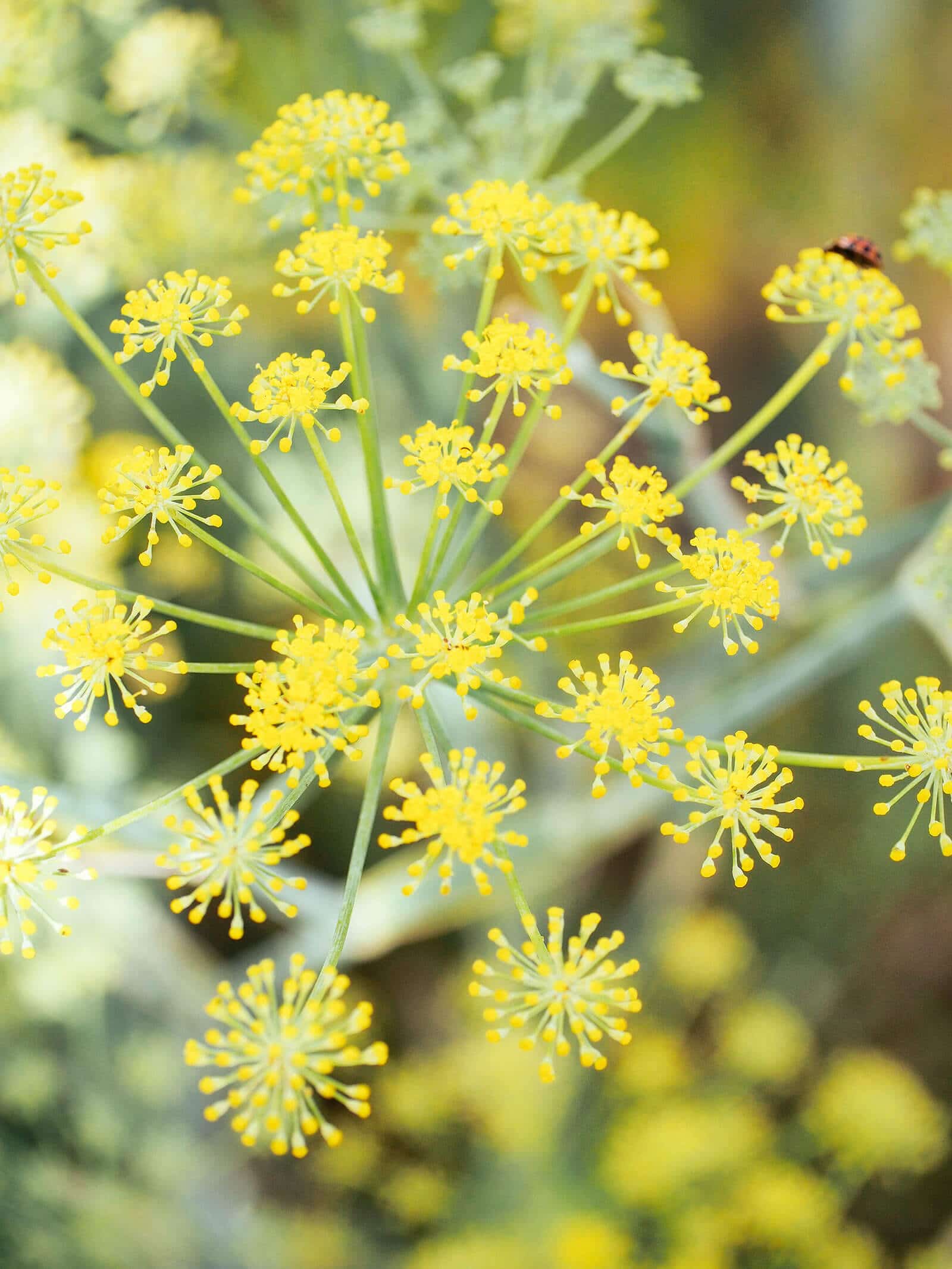 How to Harvest Fennel Pollen