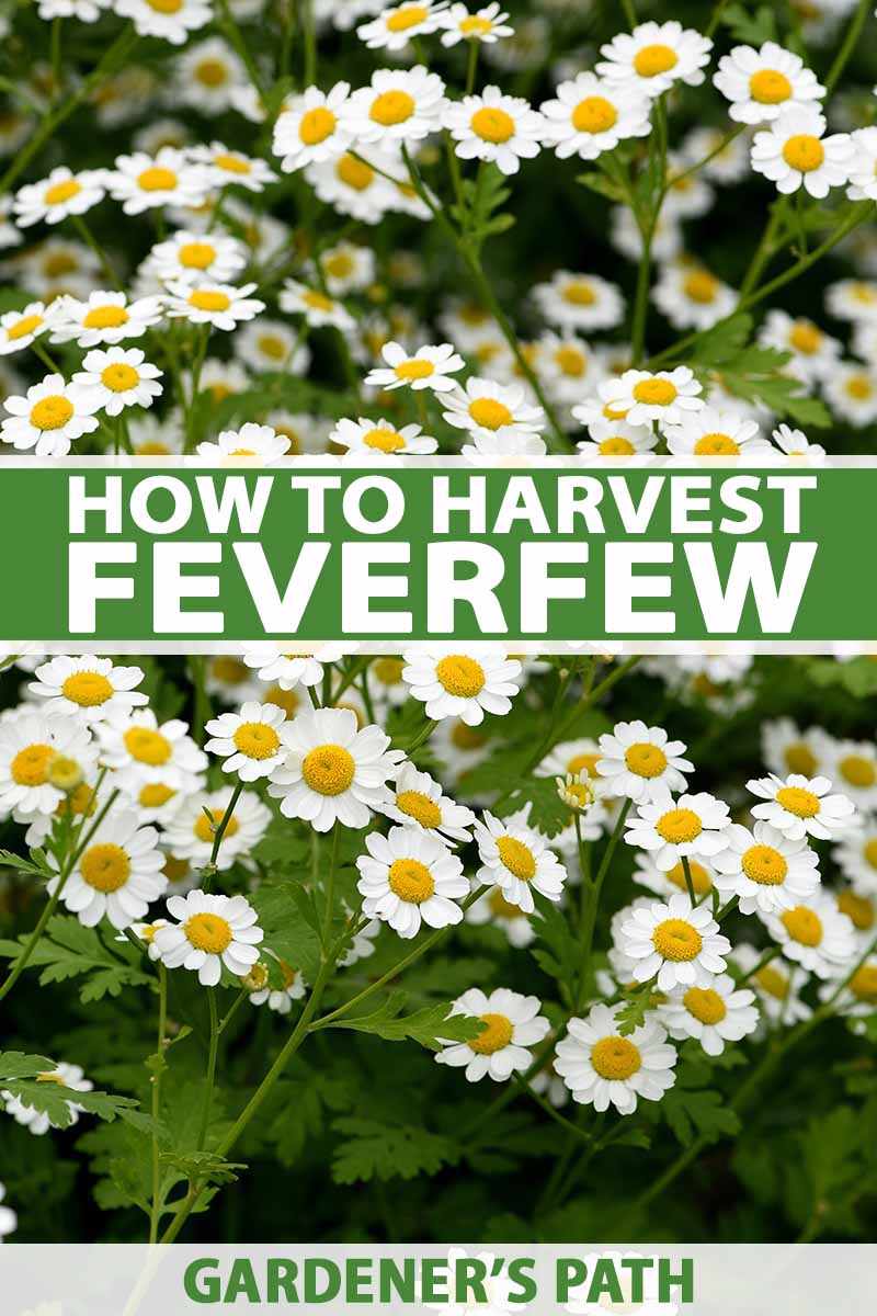 How to Harvest Feverfew for Medicinal Use