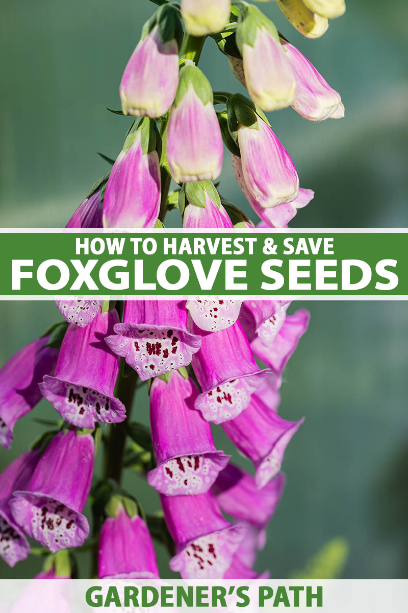 How to Harvest Foxglove Seeds