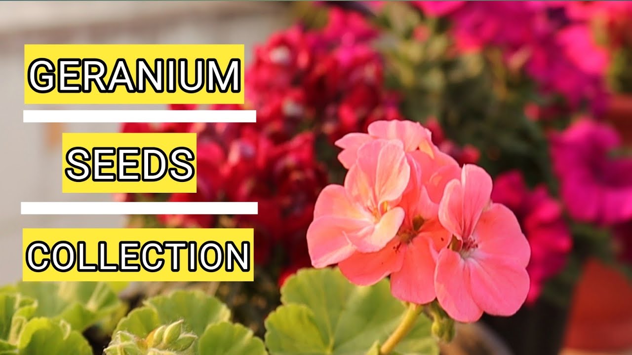 How to Harvest Geranium Seeds