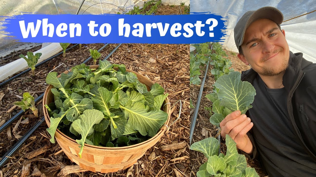 How to Harvest Greens