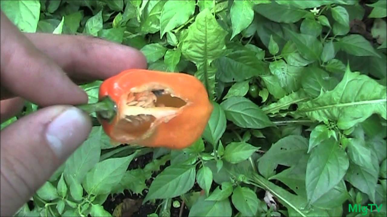 How to Harvest Habanero Peppers