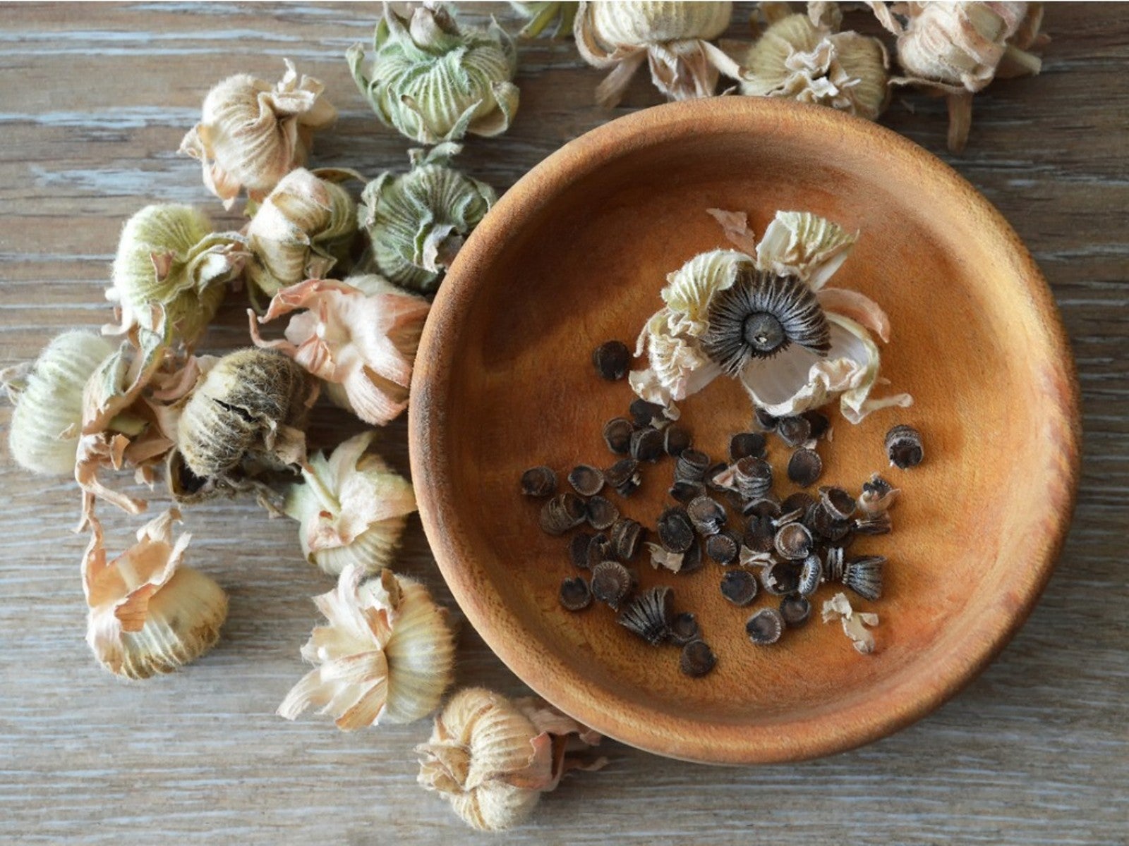 How to Harvest Hollyhock Seeds