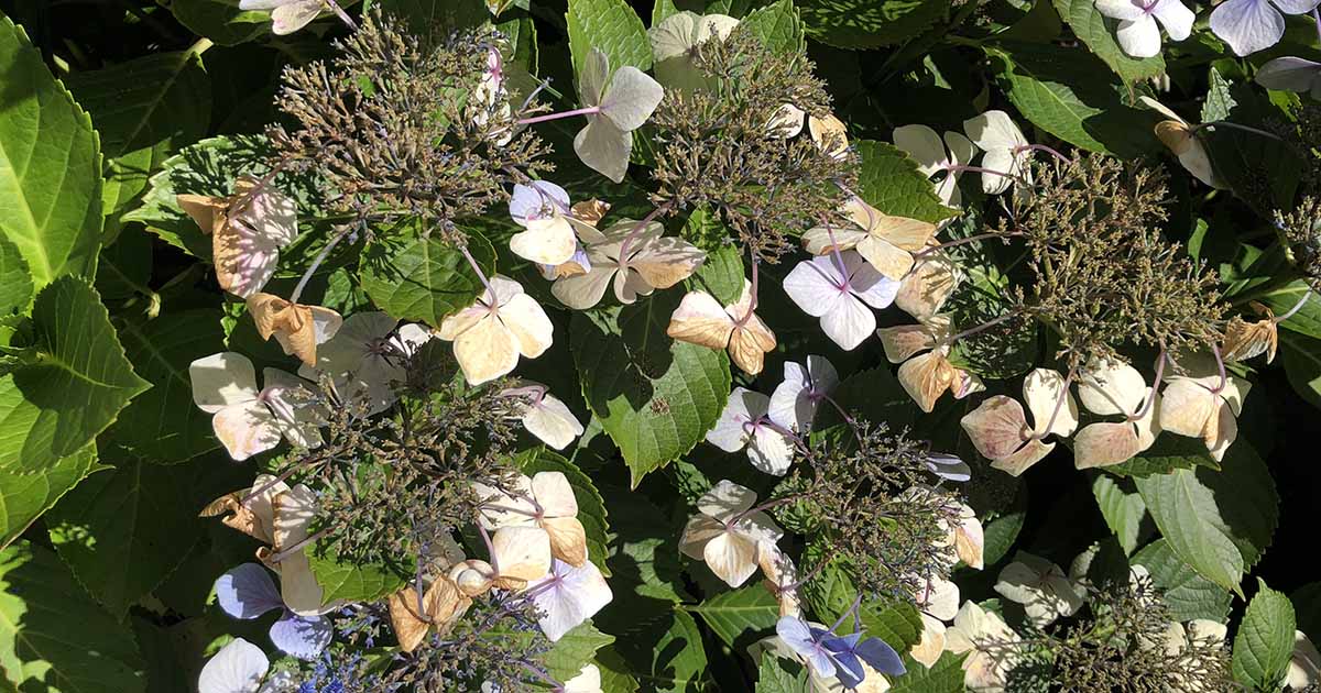 How to Harvest Hydrangea Seeds