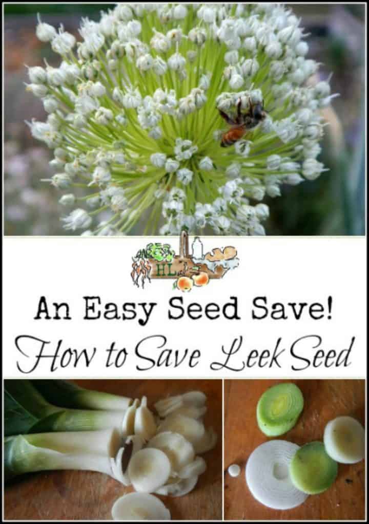 How to Harvest Leek Seeds