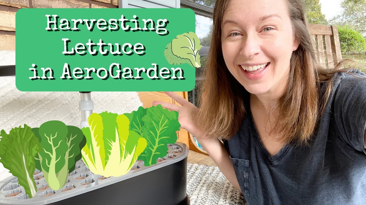 How to Harvest Lettuce from Aerogarden