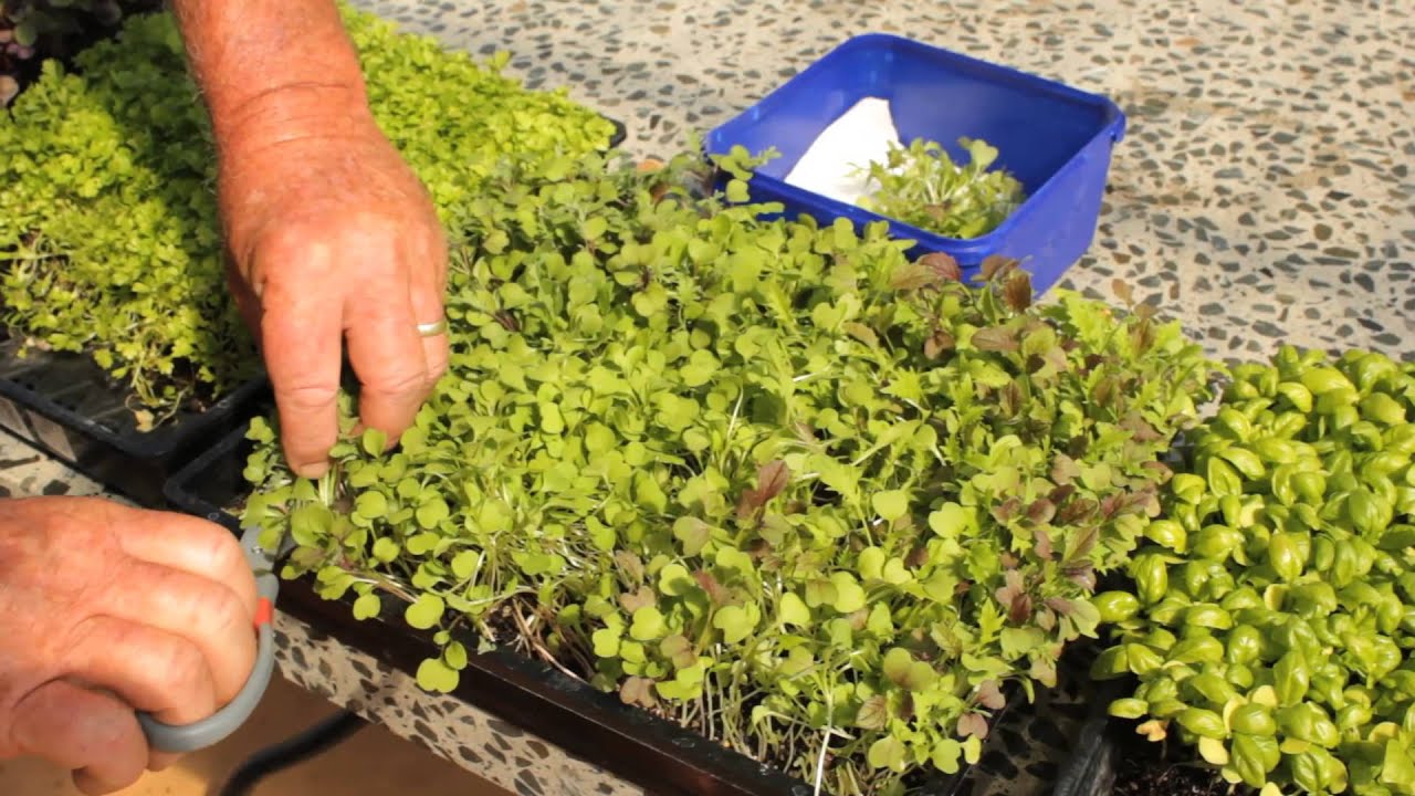 How to Harvest Microgreen Seeds