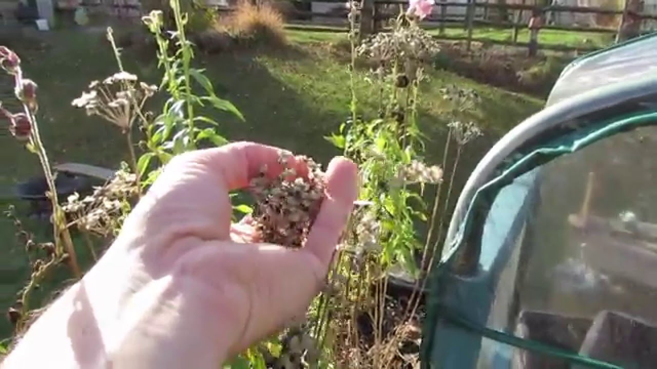 How to Harvest Mint Seeds