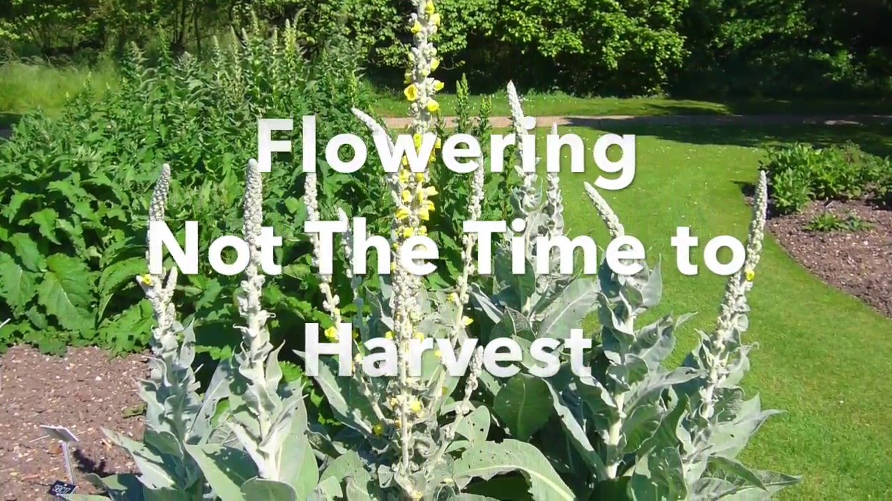 How to Harvest Mullein Flowers