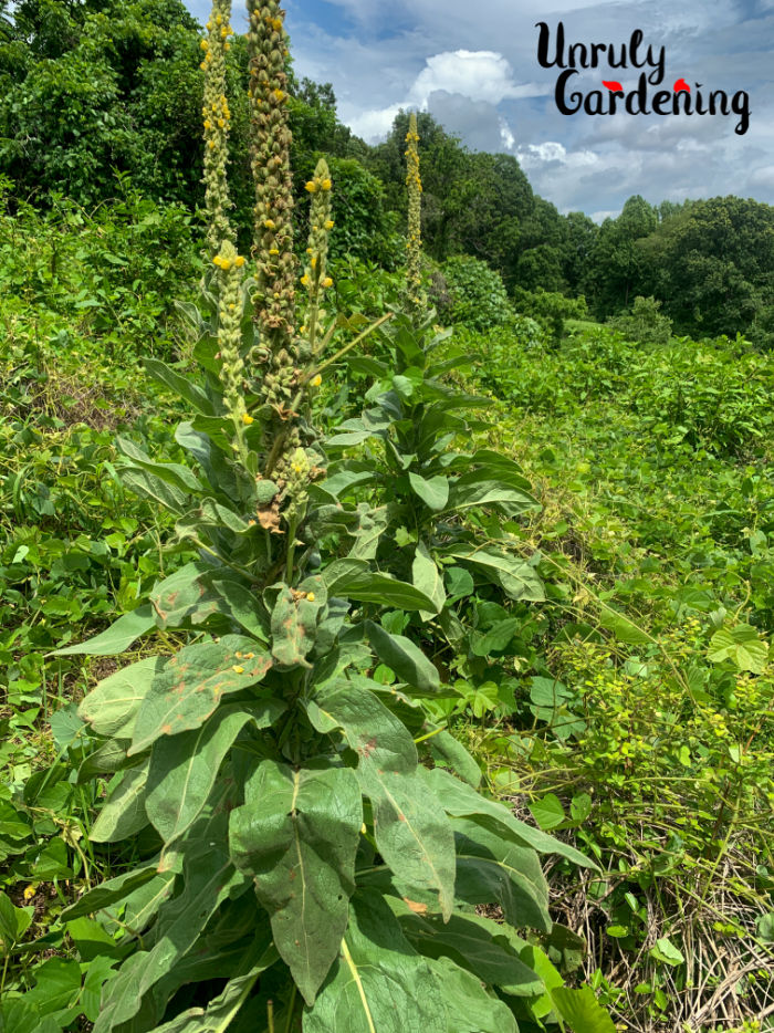 How to Harvest Mullien