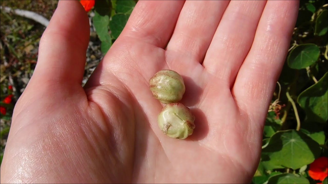 How to Harvest Nasturtium Seeds