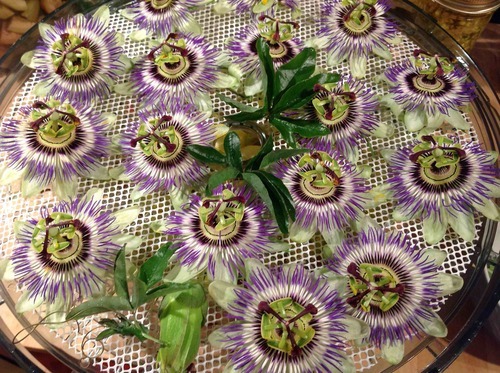 How to Harvest Passion Flower