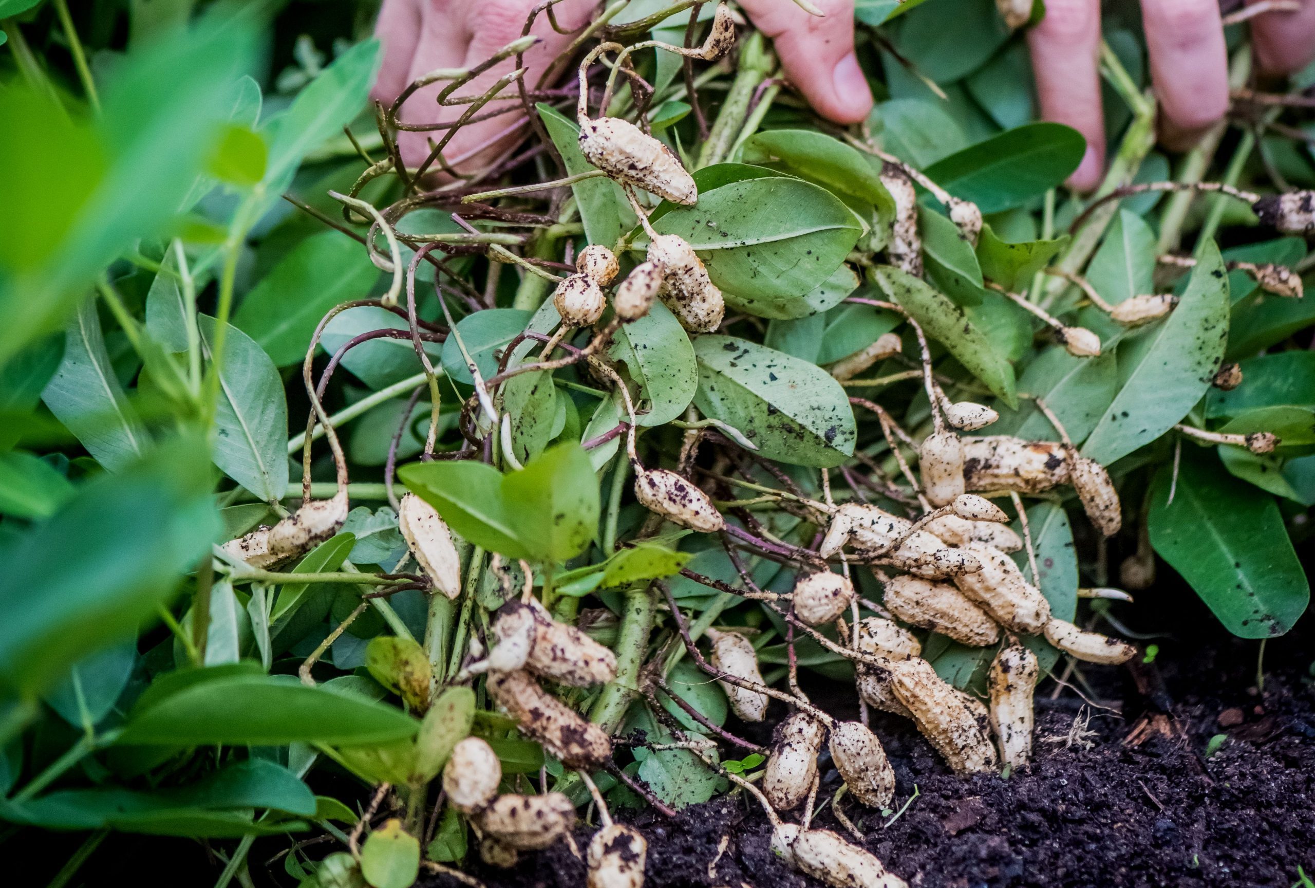 How to Harvest Peanuts