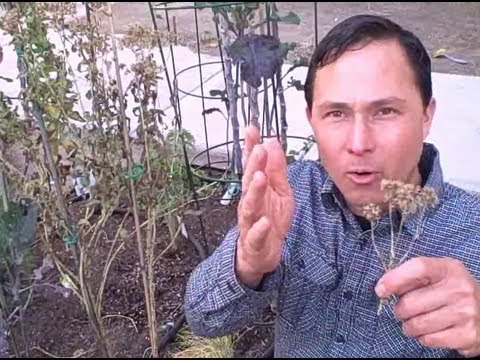 How to Harvest Stevia from Seeds