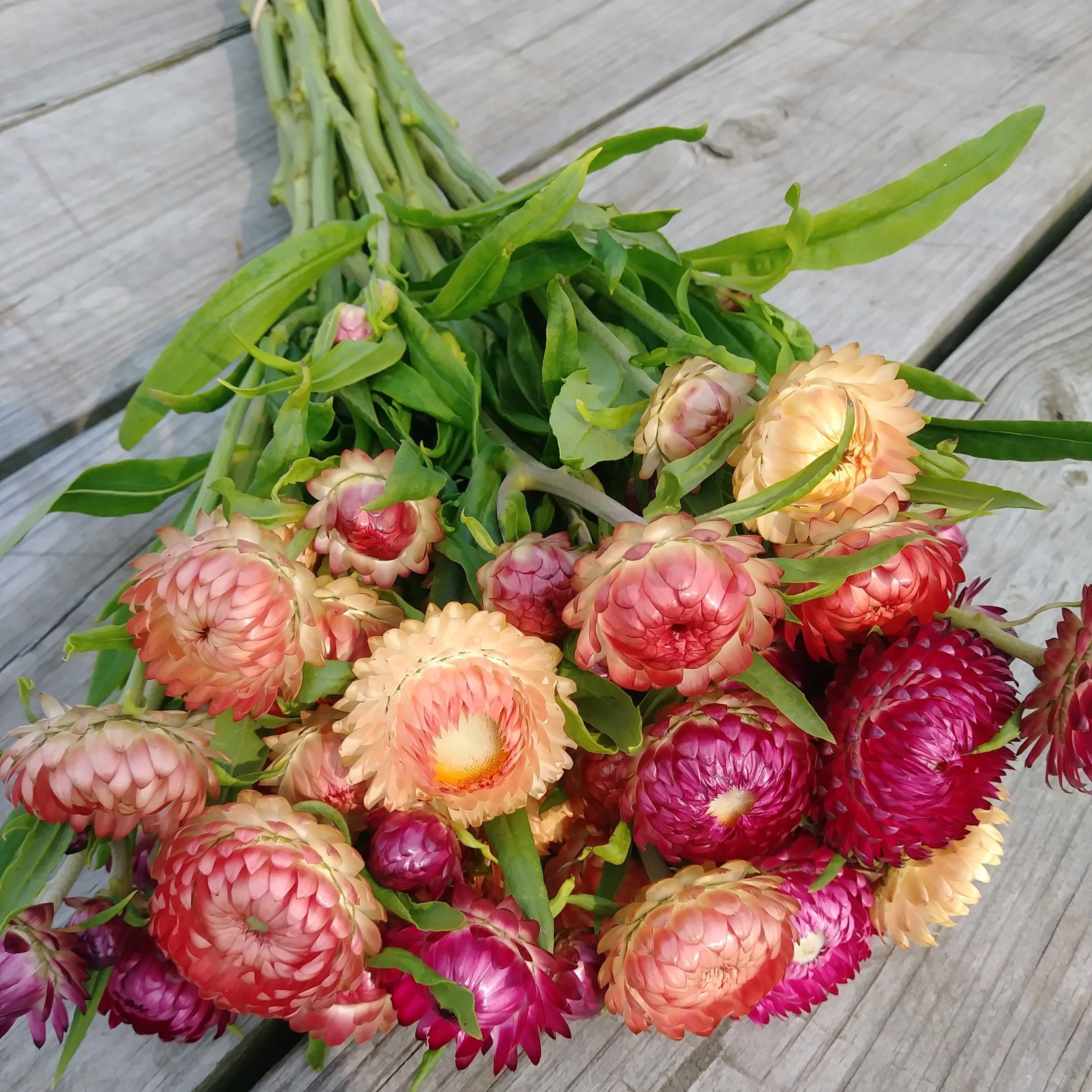 How to Harvest Straw Flowers