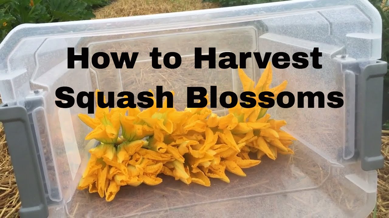 How to Harvest Zucchini Flowers