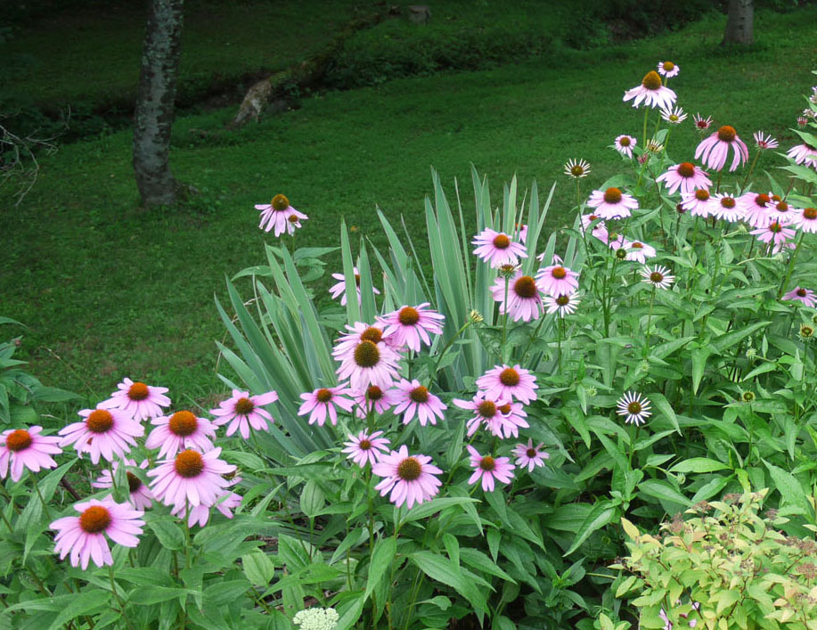 How to Identify Echinacea