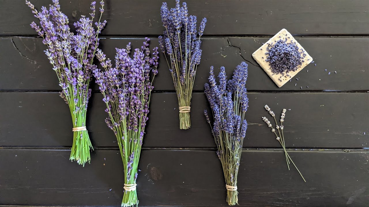 How to Identify Lavender Plants