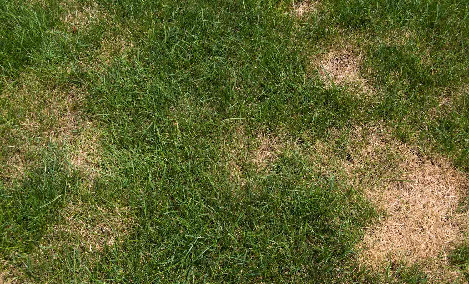 How to Identify Lawn Problems