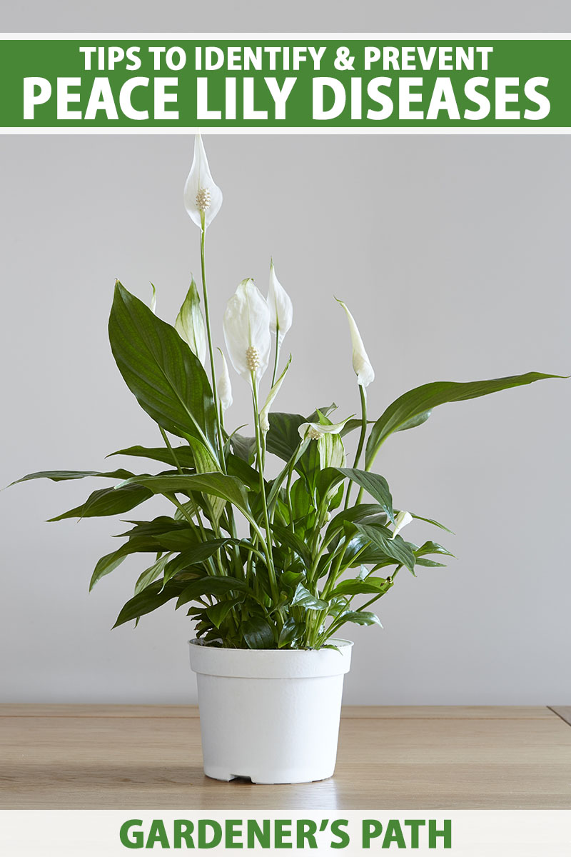 How to Identify Peace Lily