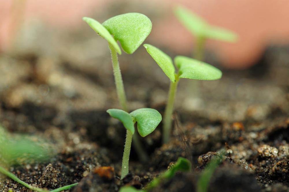 How to Increase Germination Rate of Seeds