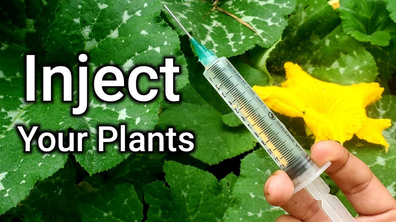 How to Inject Bt into Squash Plants