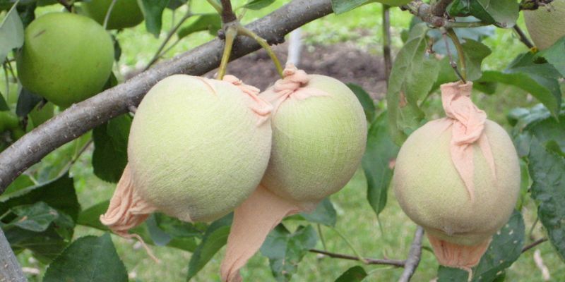 How to Keep Bugs off Peach Trees Naturally