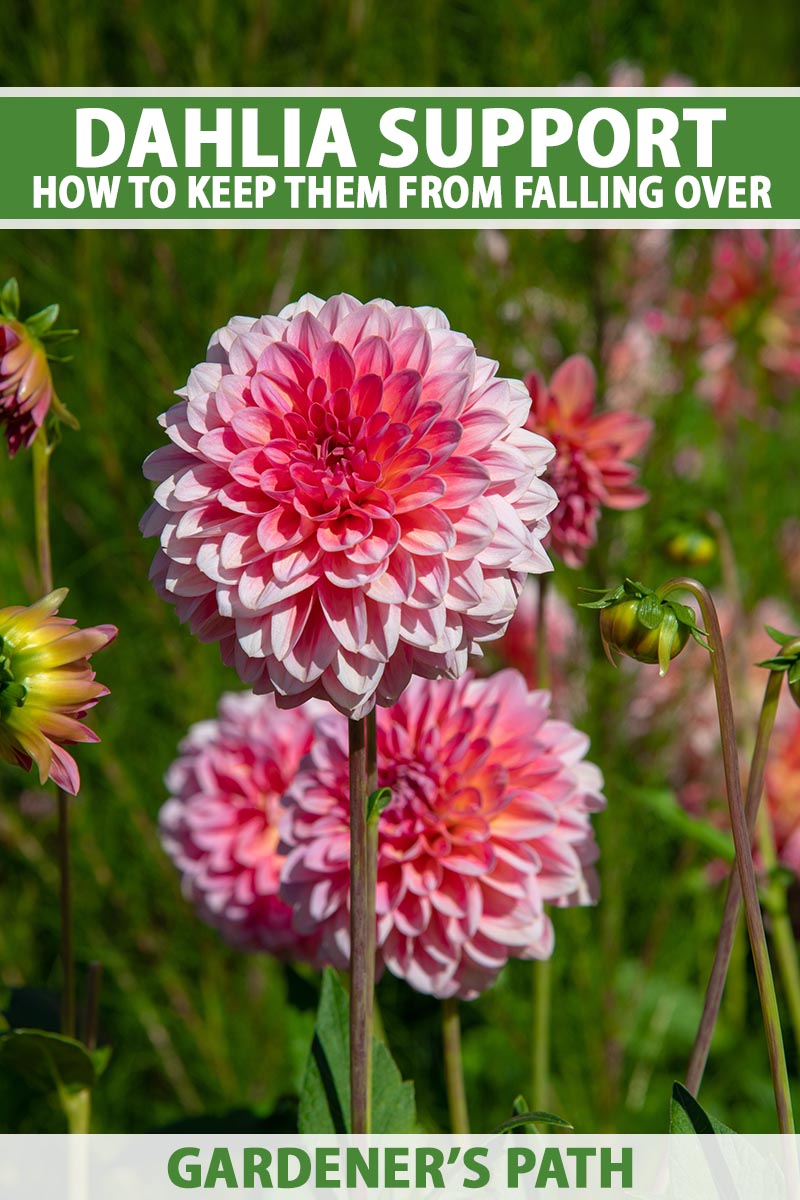 How to Keep Dahlias from Falling Over