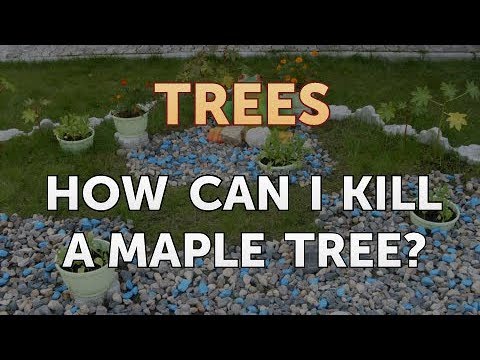 How to Kill a Maple Tree