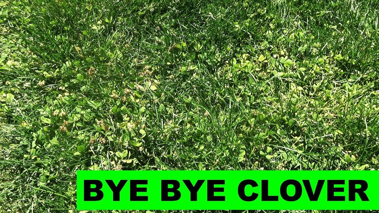 How to Kill Clover in Buffalo Grass