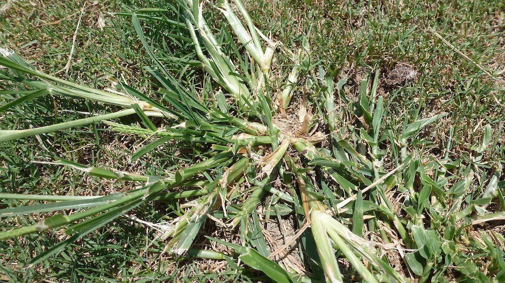 How to Kill Goosegrass in Bermuda