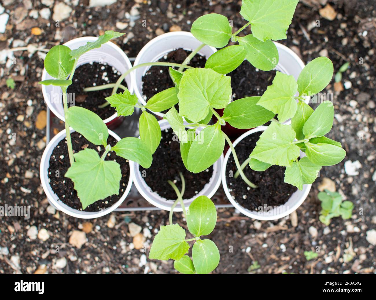 How to Know Cucumber Seedlings is Ready for Transplanting