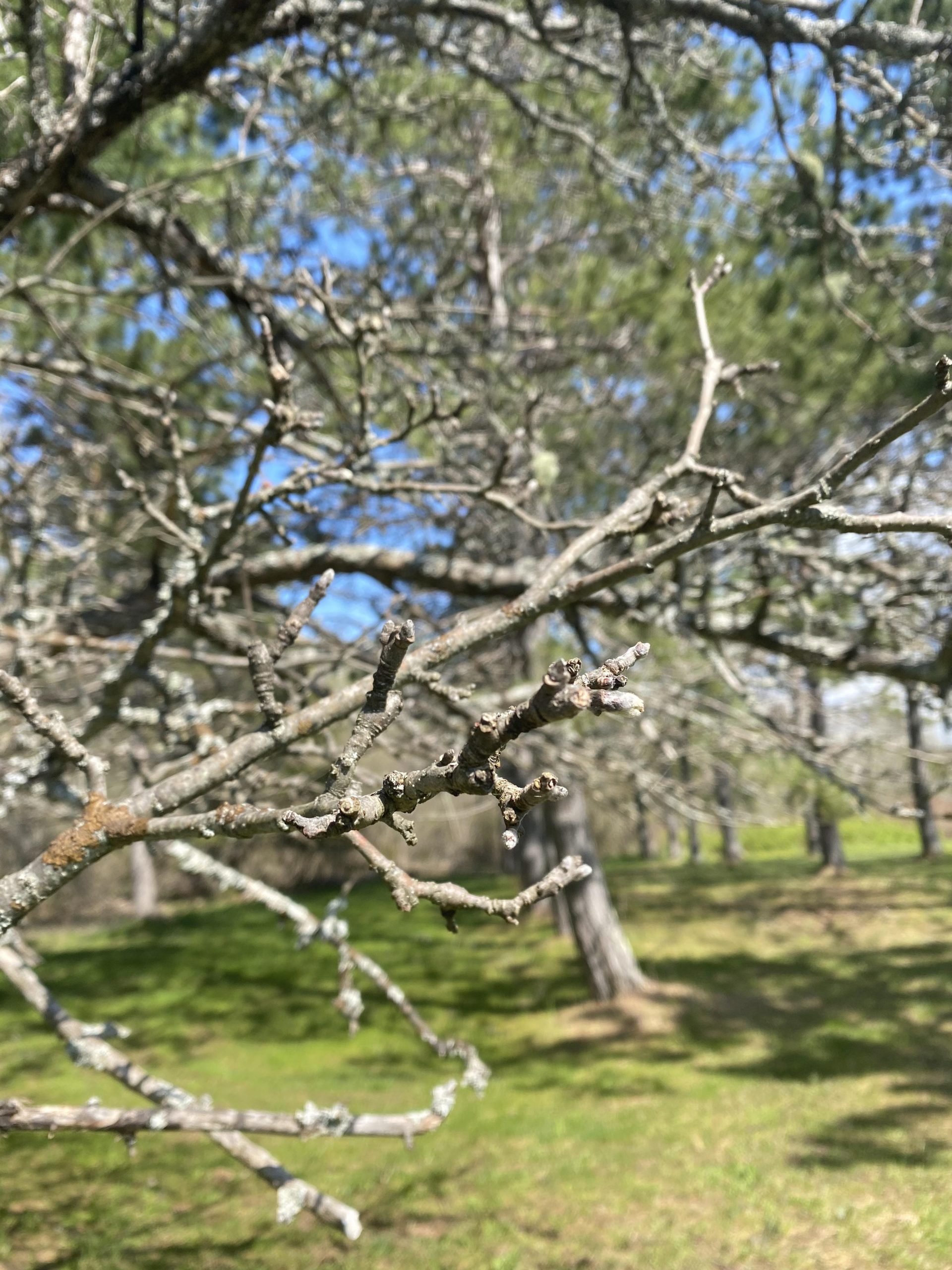 How to Know If Apple Tree is Dead