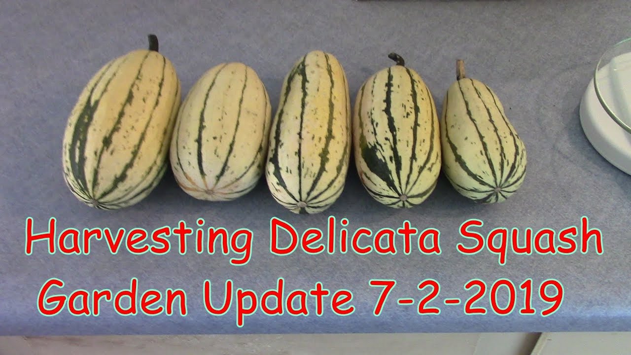 How to Know If Delicata Squash is Ripe | 3 Easy Steps (2024)