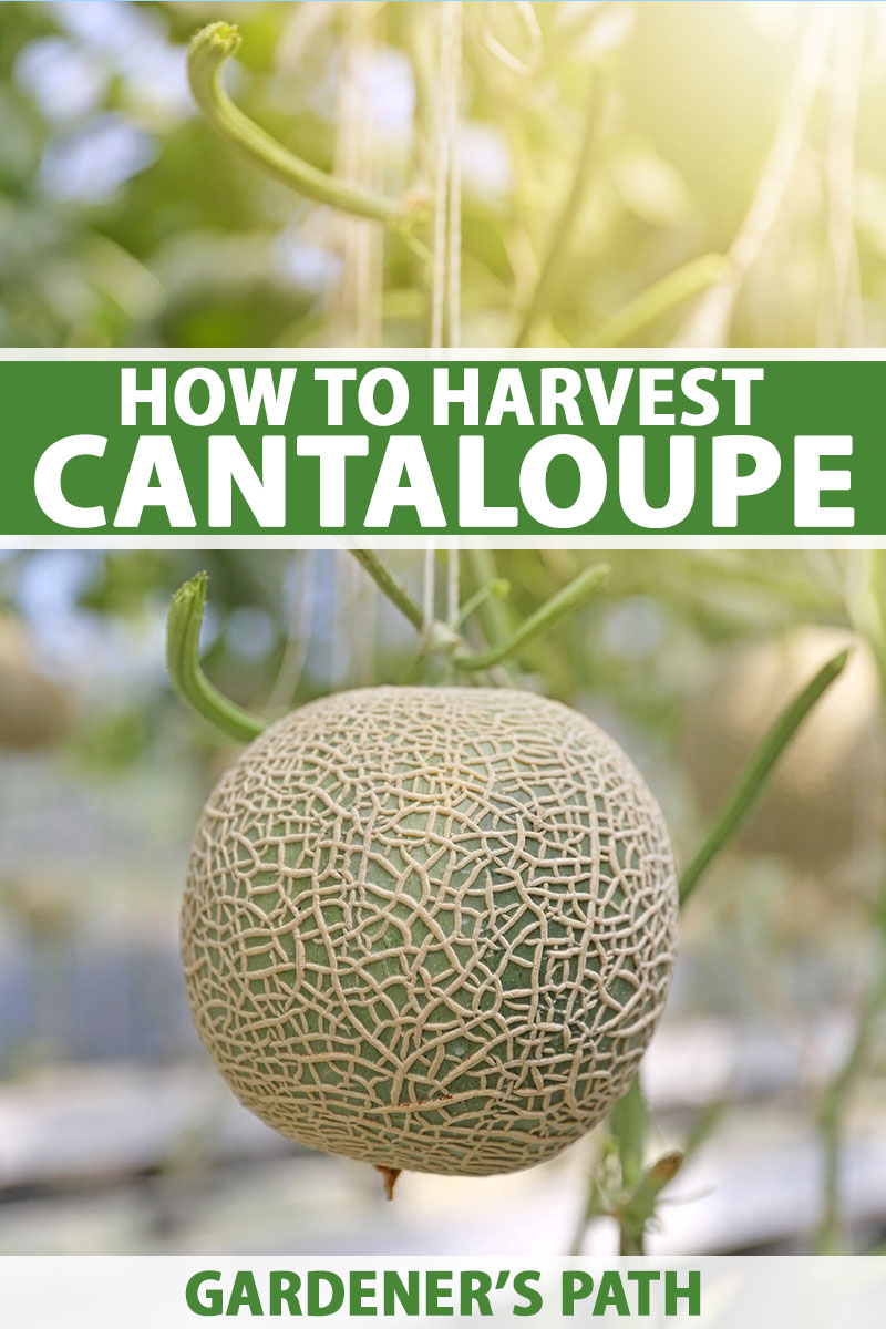 How to Know When to Harvest Cantaloupe