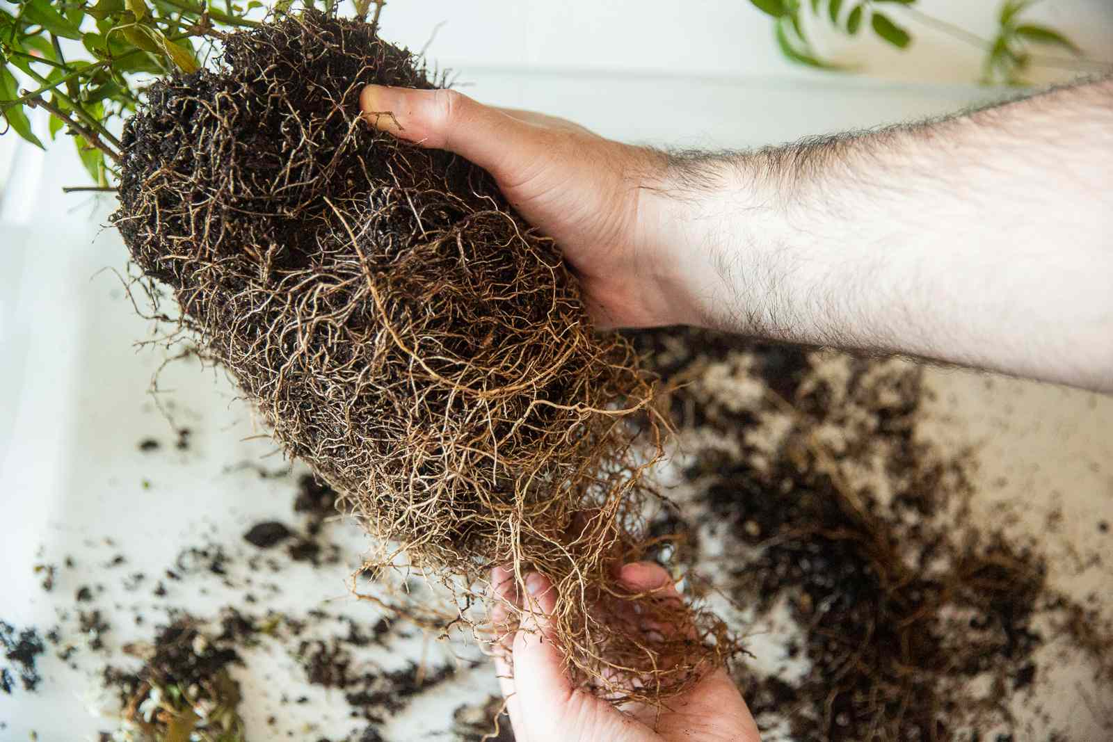 How to Loosen Roots before Planting