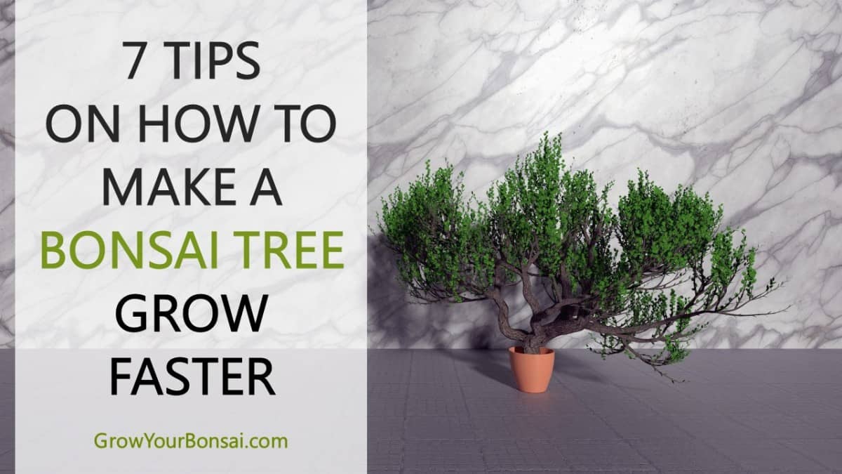 How to Make a Bonsai Tree Grow Faster