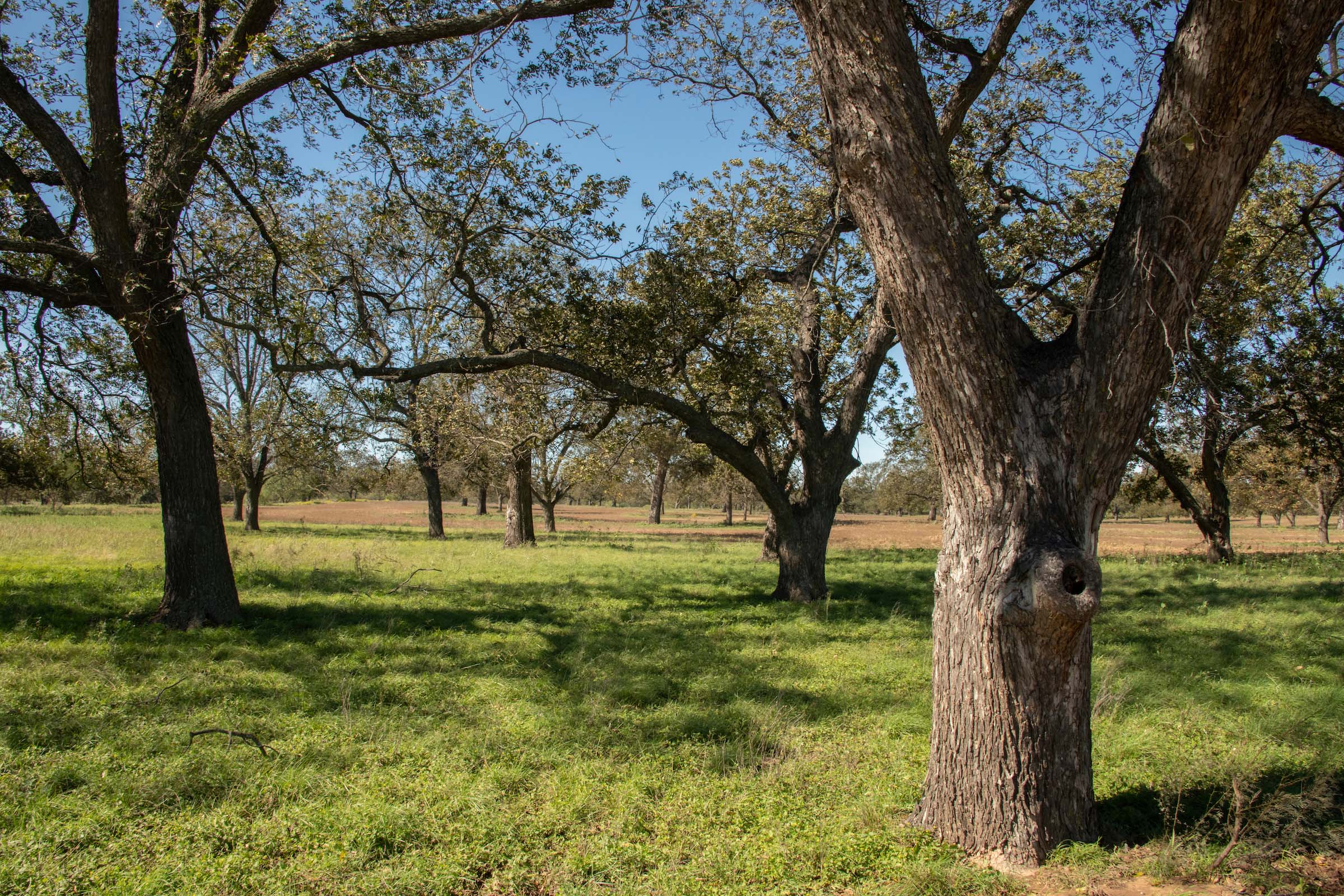 How to Make a Pecan Tree Grow Faster