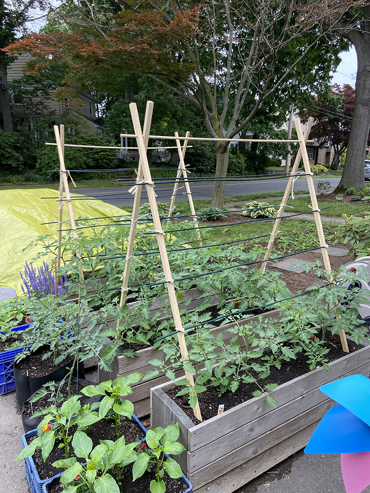 How to Make a Trellis for Tomatoes