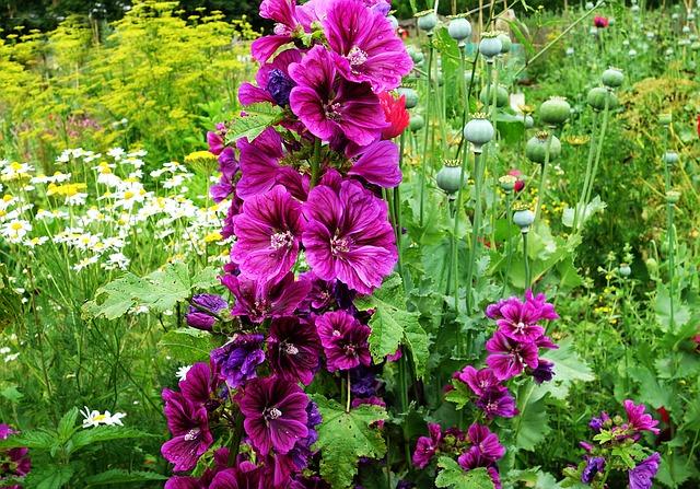 How to Make Hollyhocks Bloom