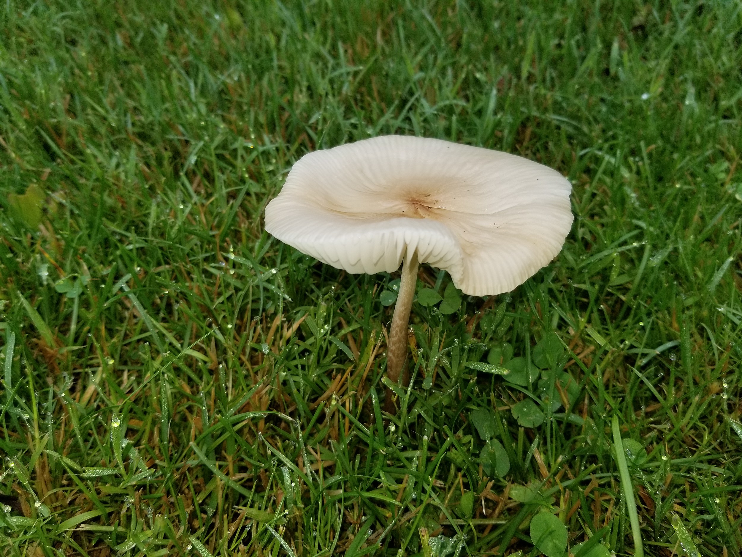 How to Make Mushroom Appear to Grow Overnight