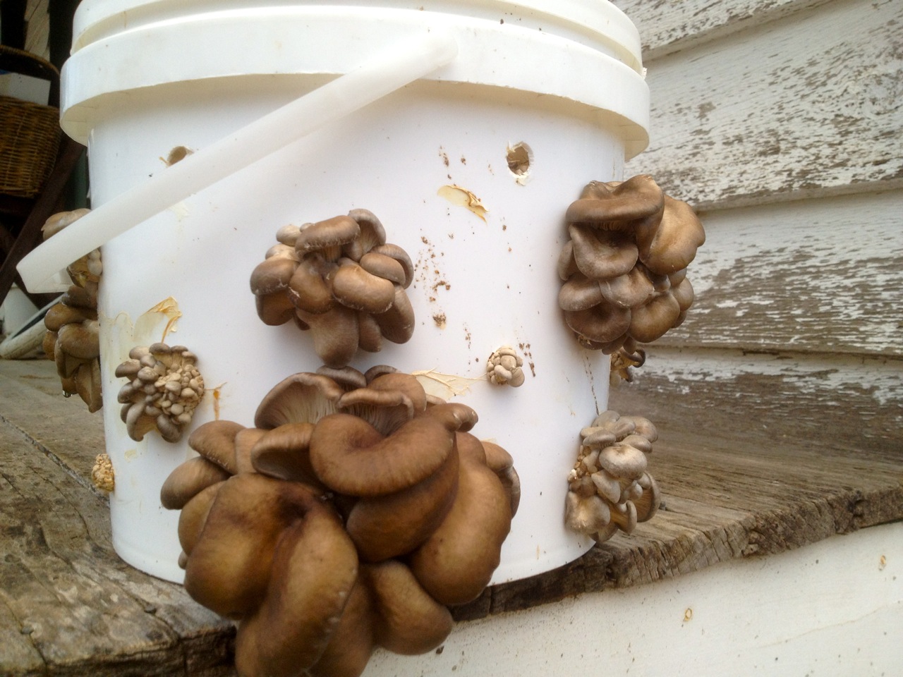 How to Make Oyster Mushrooms Grow in a Bucket