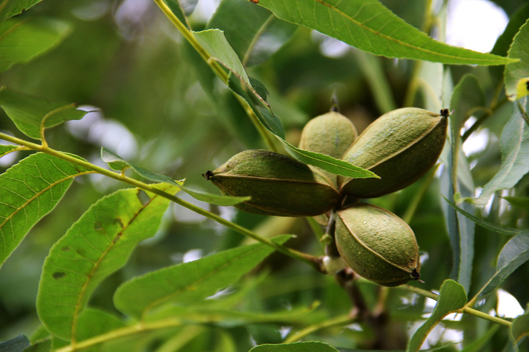 How to Make Pecan Trees Produce