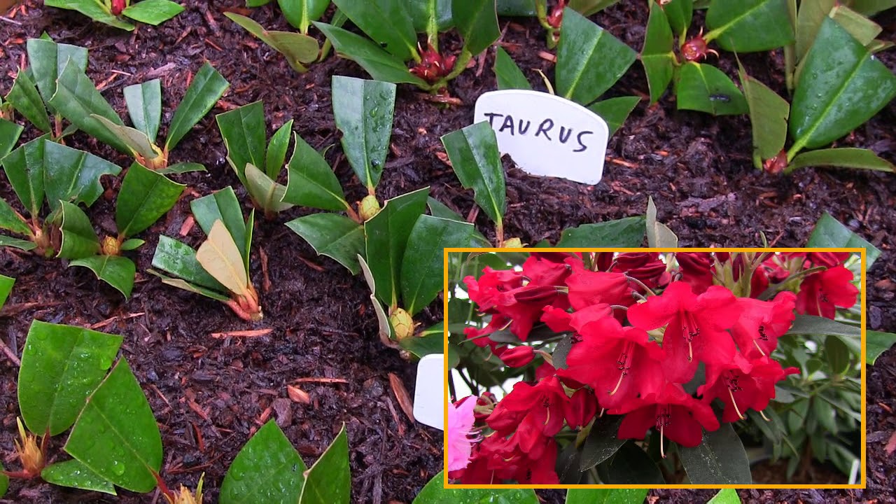 How to Make Rhododendron Cuttings