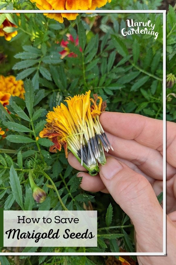 How to Make Seeds from Marigold Flowers