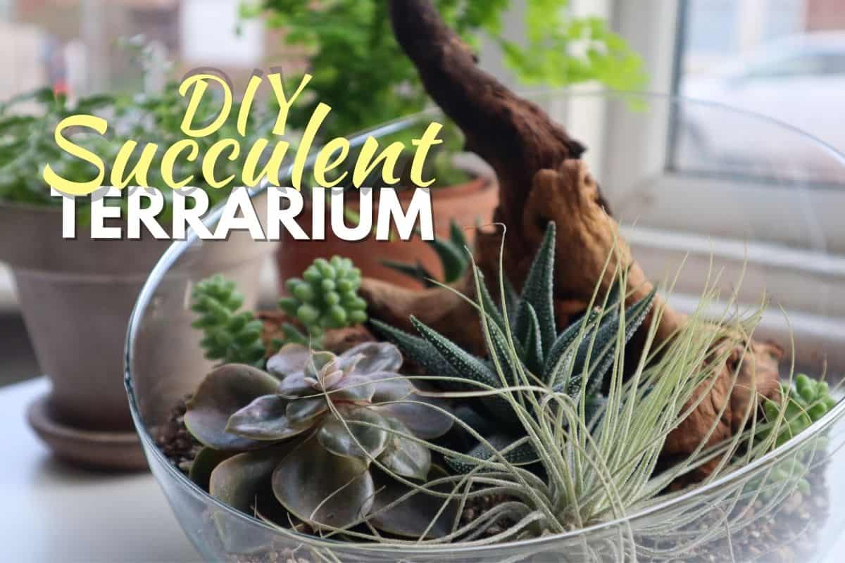 How to Make Succulent Terrarium