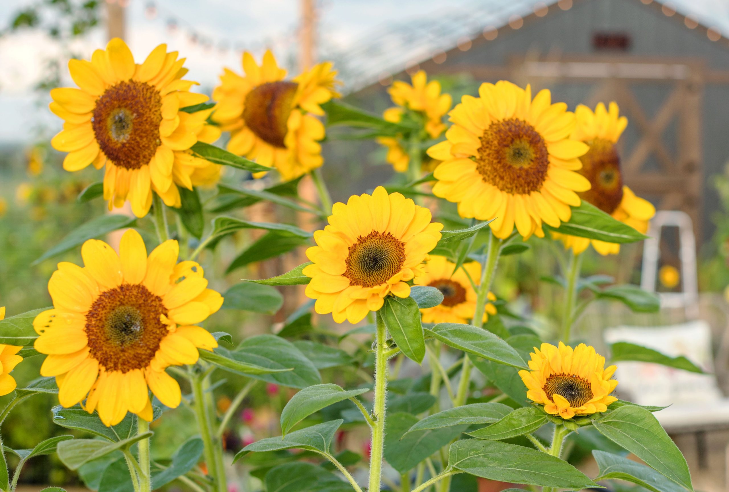 How to Make Sunflowers Grow Faster