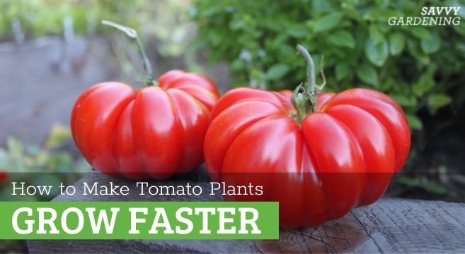 How to Make Tomato Seedlings Grow Faster